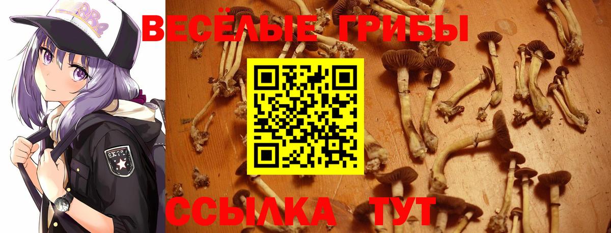 Биробиджан  что такое   Вход с VPN  Псилоцибиновые грибы Psilocybe 